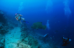 Explore the beauty of the Humphead Wrasse underwater