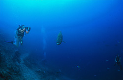 A majestic Humphead Wrasse swims with divers in the crystal-clear waters of Beqa Lagoon, Fiji