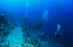 The captivating Humphead Wrasse (Cheilinus undulatus) feels right at home among the divers in Beqa Lagoon on Viti Levu, Fiji