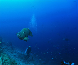 Diver captivated by the Humphead Wrasse in its natural habitat