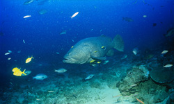Impressive Giant Grouper in the Waters of Fiji