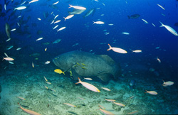 Discover the Majestic Giant Grouper at Shark Reef in Fiji