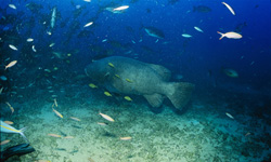 Majestic giant grouper in its natural habitat