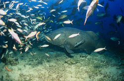 An imposing giant grouper amidst a school of fish at Shark Reef