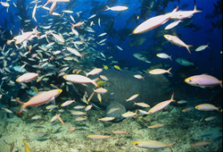 Ein majestätischer Riesenzackenbarsch am Shark Reef in Fiji