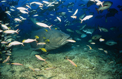 Majestic Giant Grouper Surrounded by School of Fish in Fiji Waters