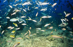 A majestic giant grouper swims past a diver, surrounded by a school of colorful fish