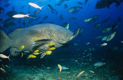 Giant Grouper
