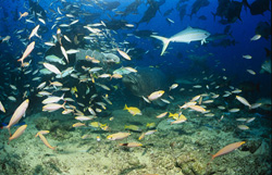 Captivating Encounter: Giant Grouper and Diver in the Coral Reef