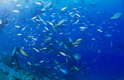 A diver with a stunning gathering of fish at Shark Reef