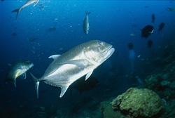 Experience the Fascination of the Giant Trevally (Caranx ignobilis)