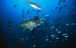 Fascinating underwater photo of an impressive Giant Trevally (Caranx ignobilis)