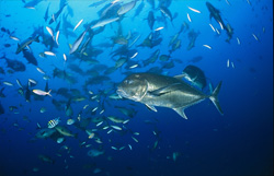 Impressive Underwater Photo of Giant Trevally in the Waters of Viti Levu, Fiji