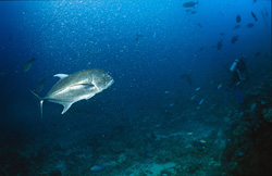Thicklip Mackerel