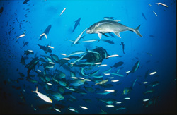 Giant Mackerels