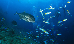 Giant Trevally - Majestic Predators of the Pacific