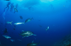 Fascinating Giant Trevally (Caranx ignobilis) accompany divers on their ascent to the boat