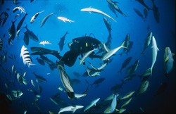 Diver surrounded by a variety of exotic coral fish in Beqa Lagoon, Fiji