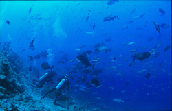 Experience the Colorful Variety of Fish at Shark Reef in Fiji