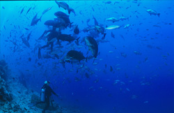 An impressive sight: Diver observing majestic Giant Trevally fish in the waters of Fiji