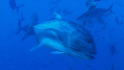 Giant Trevally