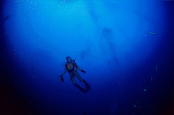 Unique Encounter: Diver and Shark in Beqa Lagoon
