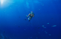Diver returns to the boat after diving in the blue South Sea water