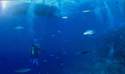 Divers experience impressive decompression stop under the diving boat