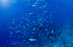Diver surrounded by Yellow and Blueback Fusilier in Beqa Lagoon, Fiji
