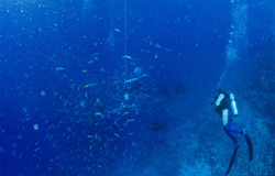 Incontro affascinante con i fusilieri gialli e blu