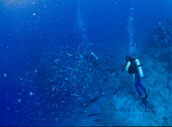 Fascinating Yellow and Blueback Fusilier observed in Beqa Lagoon in Fiji