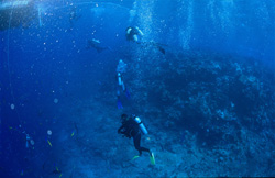Fascinating Diving Expedition at Shark Reef in Fiji