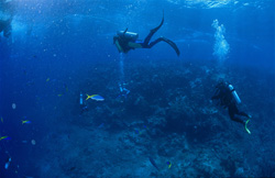 Divers observing sharks at Shark Reef in Fiji