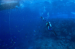 Experience the beauty of Yellow and Blueback Fusilier and diver in Beqa Lagoon