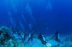 Experience the fascinating world of sharks at Shark Reef in Fiji