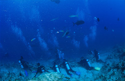 Divers eagerly observe shark activity at Shark Reef