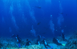 Experiencia de buceo fascinante: Observación de majestuosos tiburones en el Shark Reef