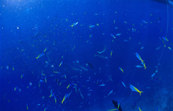 A breathtaking sight: Divers surrounded by coral fish like the Yellow and Blueback Fusiliers