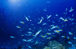 Underwater World Red Sea Fuesilier
