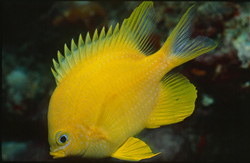 Experience the Beauty of the Golden Damsel in Beqa Lagoon, Fiji