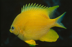 Golden Reef Bass