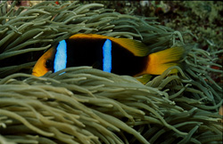 A fascinating Red Sea anemonefish enjoys the safety of its anemone