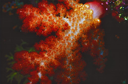 Glowing soft corals at a reef in Beqa Lagoon on Viti Levu