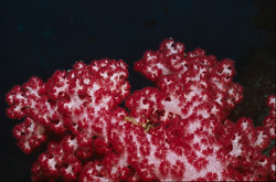 Red soft coral (Dendronephthya sp) glows intensely in the coral reef of Beqa Lagoon on Viti Levu, Fiji