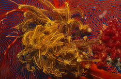 Fascinating Yellow feather star on red gorgonian in Beqa Lagoon