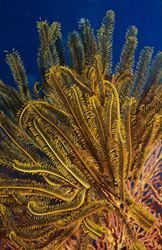 Feather star (Comanthina sp.) moves gracefully in front of coral reef in Beqa Lagoon
