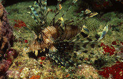 An Impressive Lionfish (Pterois volitans) in a Colorful Coral Reef of Beqa Lagoon on Viti Levu, Fiji