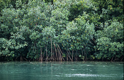 Unique Red Mangroves at Qara-ni-Qio River in Fiji