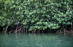 Discover the wonder of red mangroves in the Qara-ni-Qio River