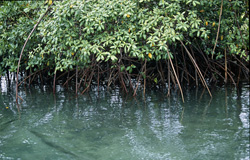 Red Mangroves at Qara-ni-Qio River During Low Tide